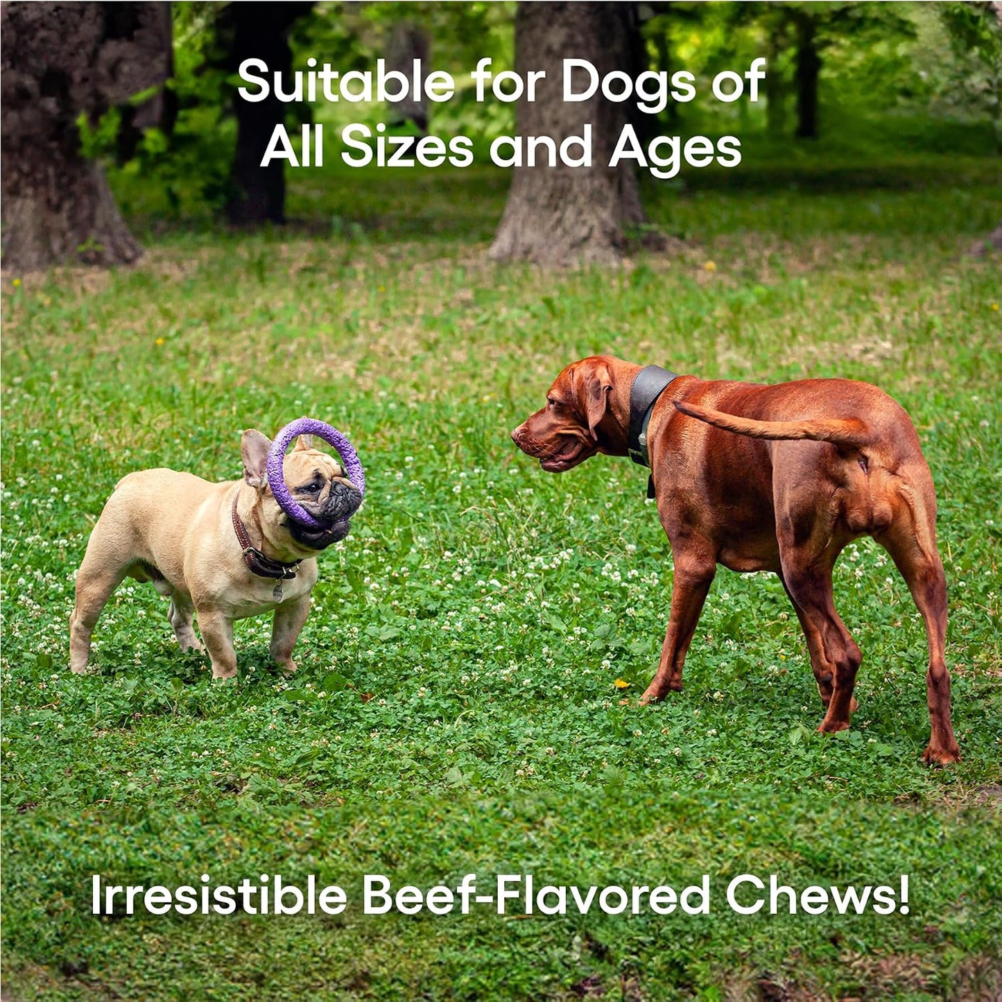ecoNugenics PectaPaws Chewable Dog Supplements – Beef Flavor, 90 Count – PectaSol Modified Citrus Pectin + Glucosamine HCI for Dogs of All Ages, Supports Mobility, Joints, Immune Function, Pain Relief
