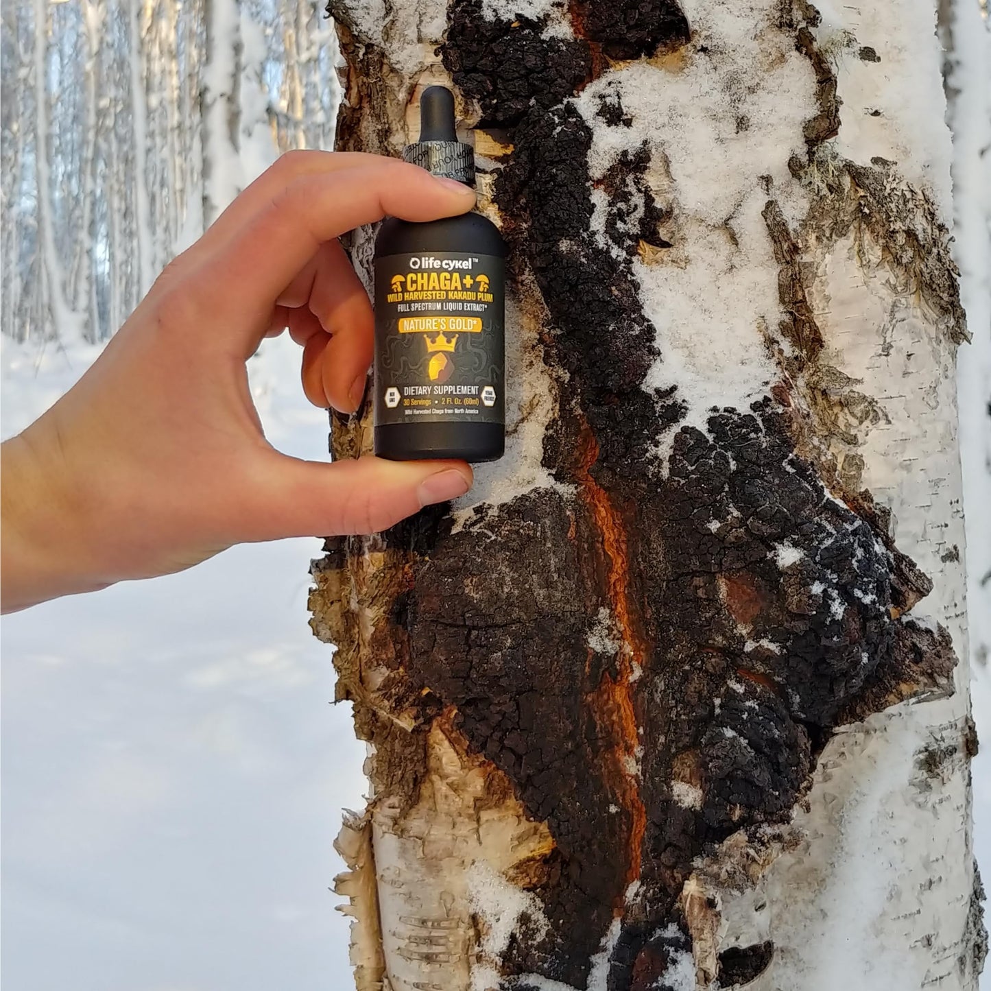 Life Cykel - Chaga Mushroom Extract with Kakadu Plum - Double Extracted Mushroom Tincture - Non-GMO Immune Support Supplement for Adults and Kids - 1 Fl Oz