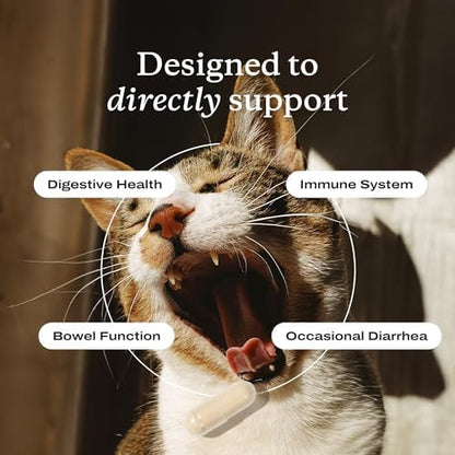 PetLab Co. Probiotics for Cats, Gut & Digestive Support, 30 Capsules | 6-strain blend with 2.1 billion CFUs and pumpkin prebiotic to support digestive function and healthy stool
