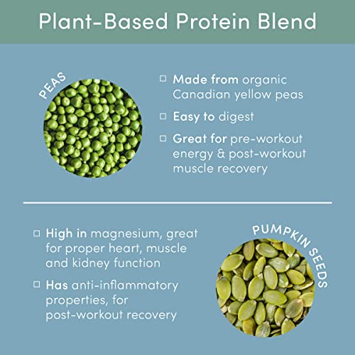 Tone It Up Plant Based Protein Powder I Dairy Free, Gluten-Free, Kosher, Non-GMO Pea