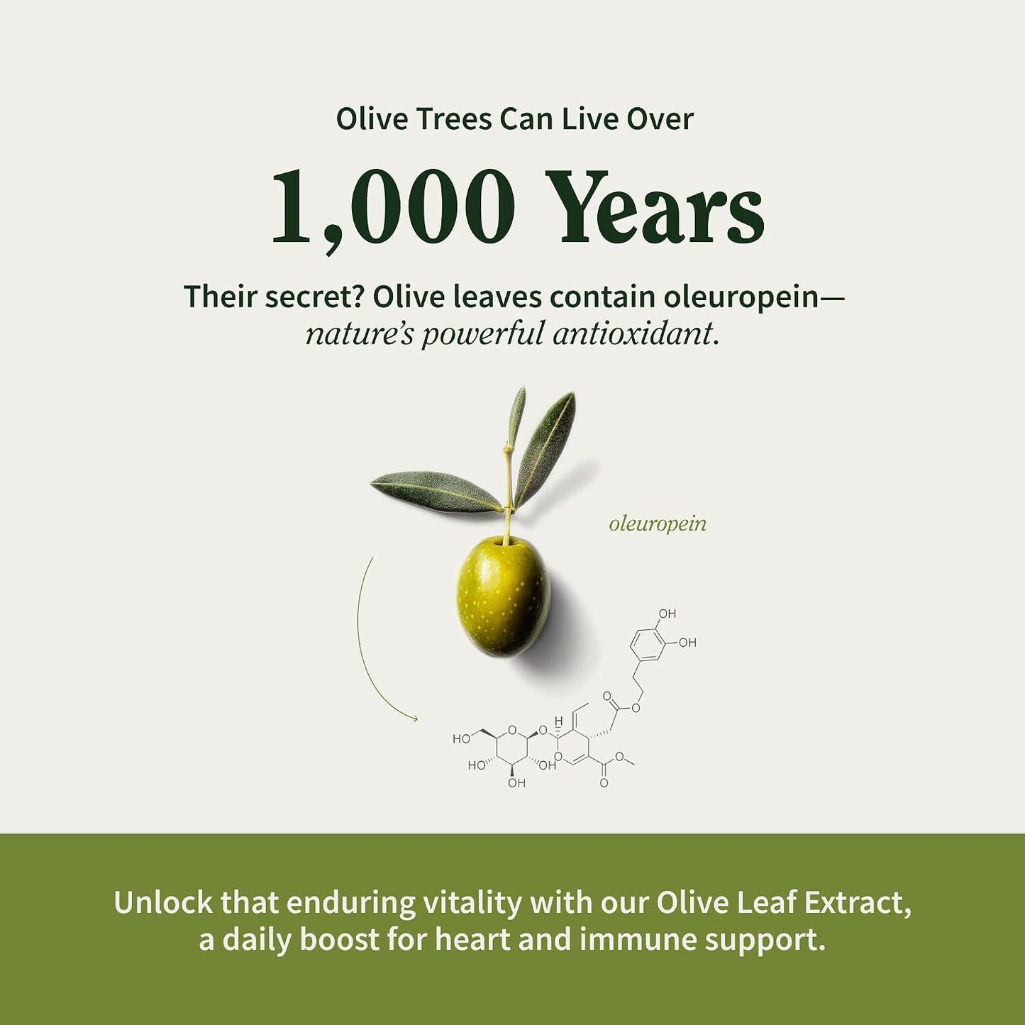 Snap Supplements Olive Leaf Extract with Oleuropein, 60 Capsules | Standardized to 40% Oleuropein, Antioxidant-Rich, Supports Blood Flow & Healthy Digestion