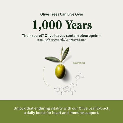 Snap Supplements Olive Leaf Extract with Oleuropein, 60 Capsules | Standardized to 40% Oleuropein, Antioxidant-Rich, Supports Blood Flow & Healthy Digestion