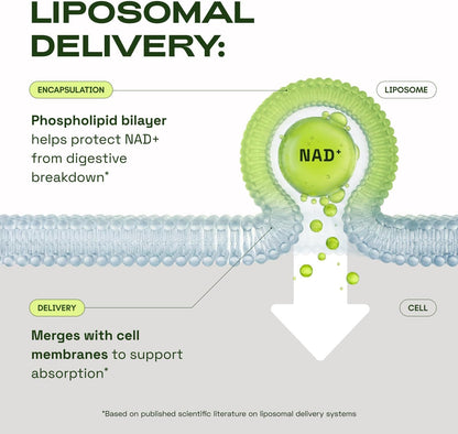 Cata-Kor NMN Supplement Alternative – Liposomal NAD+ Supplement - NAD CORE 30-Day Supply 60 Capsules