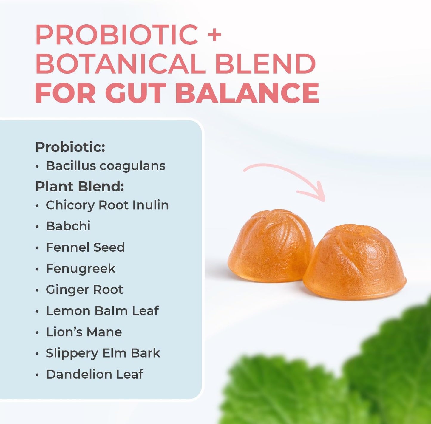 PrimeBiome Gummies – Inulin, Lion's Mane & Ginger – 30 Ct, 1 Month Supply | Prebiotic Inulin, Lion's Mane & Ginger | Non-GMO, No Stimulants, GMP Certified | Chewable daily gummy