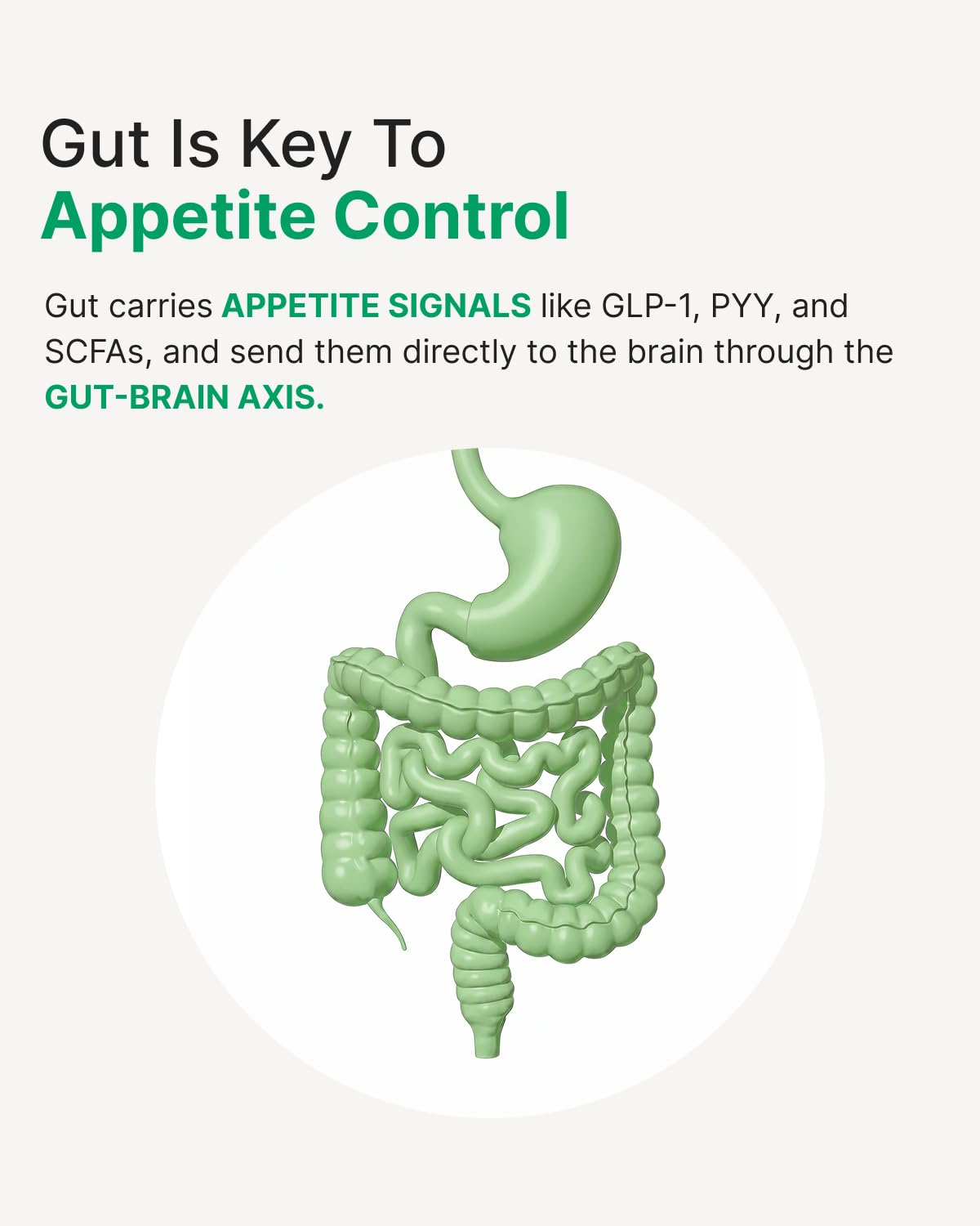 Appetite Suppressant GLP-1 Support Supplement - 30 Capsules | Probiotic + Prebiotic, Super Berberine for Weight Loss, Metabolism, Craving Control, 20B CFU, 8 Clinically Studied Strains