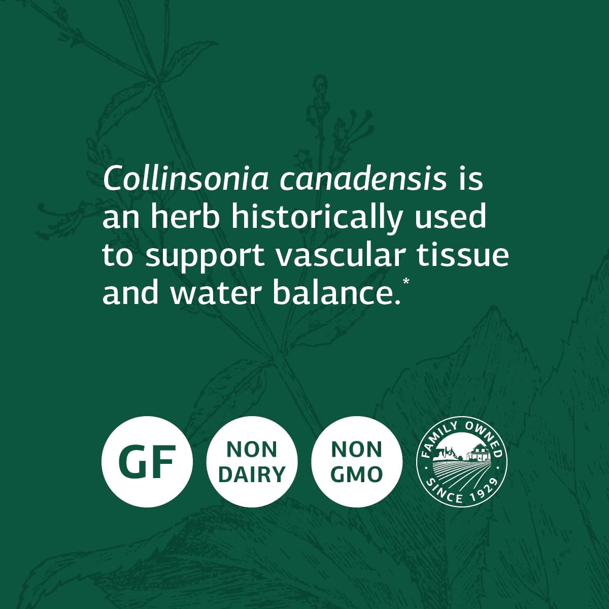 Standard Process Collinsonia Root - Whole Food Vascular Supplement, Digestive Health