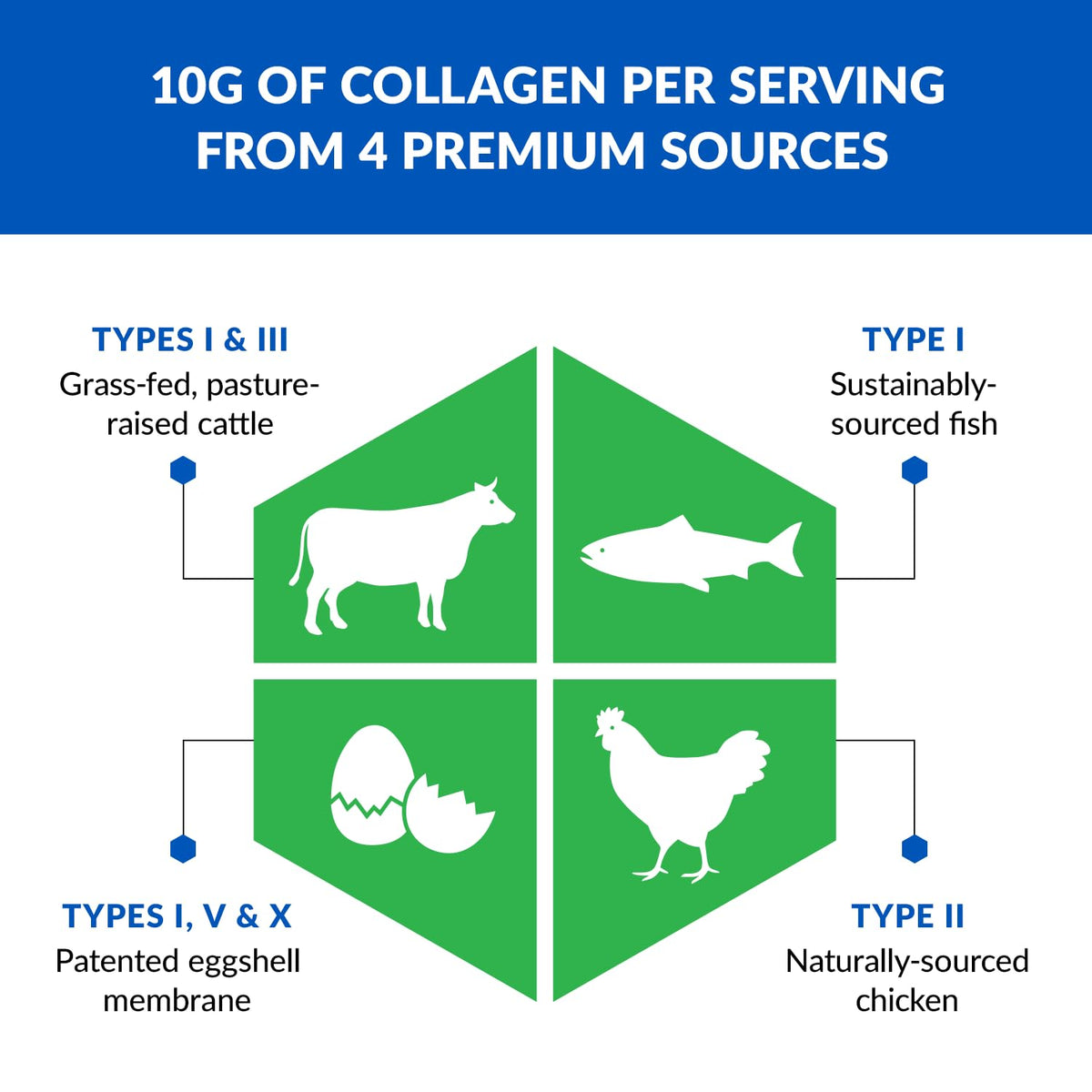BioTrust Ageless Multi Collagen Protein Powder – 5 Collagen Types (I, II, III, V, X)