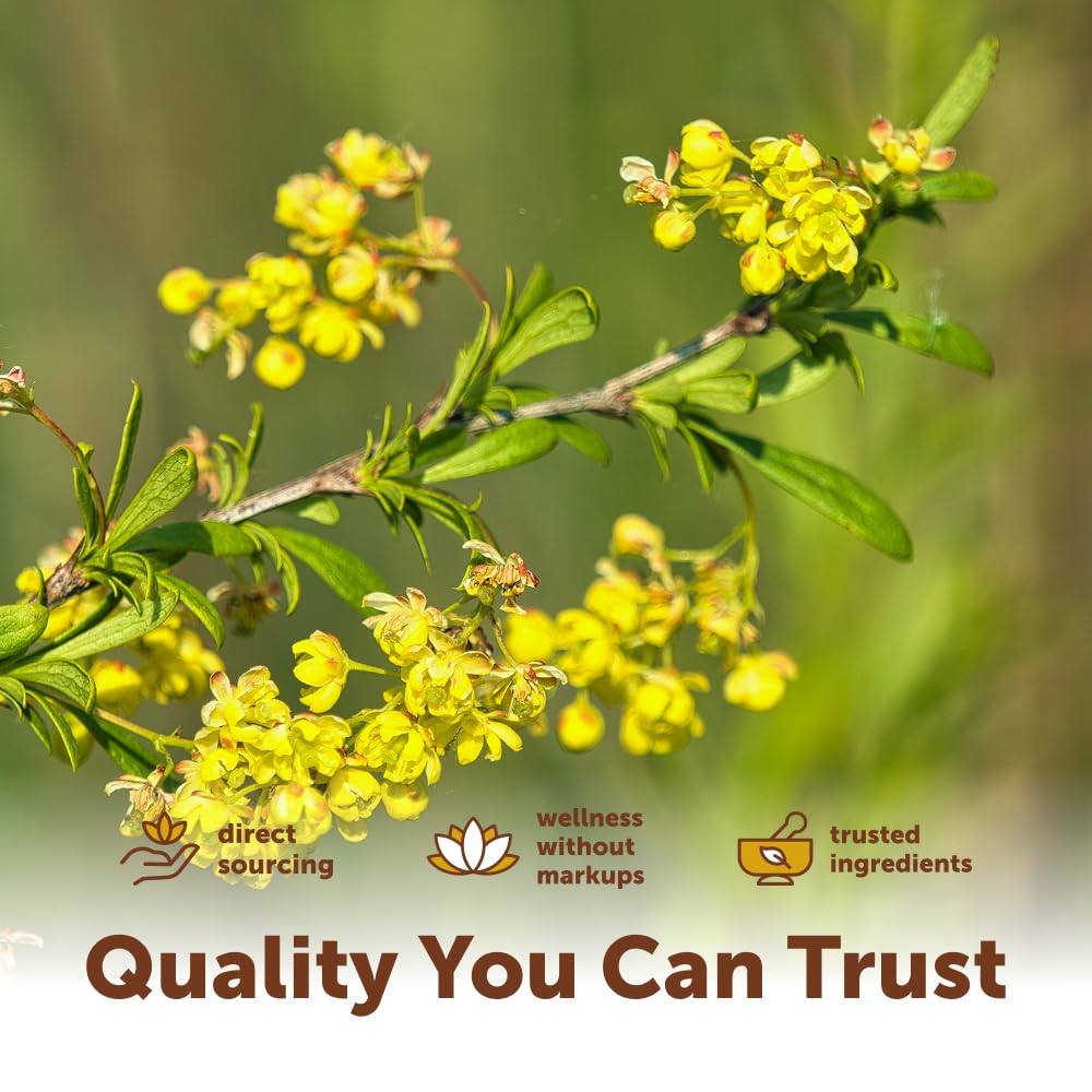 Micro Ingredients Berberine 1000mg with MCT Oil, 240 Softgels | Berberine HCl Supplement | Sourced from Berberis Aristata | Non-GMO, Gluten Free, No Soy