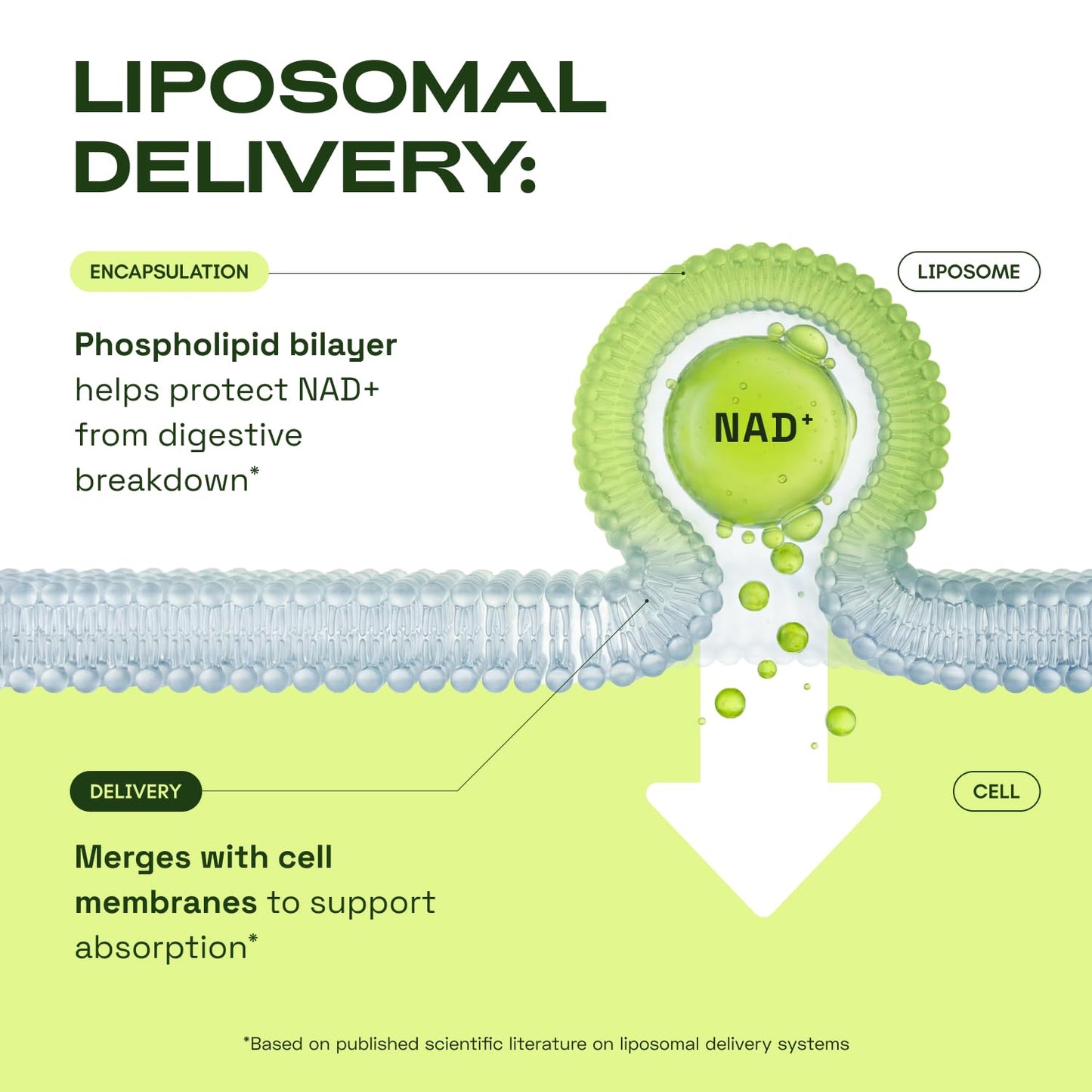 Cata-Kor Liposomal NAD+ Supplement with Resveratrol – Advanced NAD Resveratrol