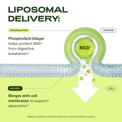 Cata-Kor Liposomal NAD+ Supplement with Resveratrol – Advanced NAD Resveratrol