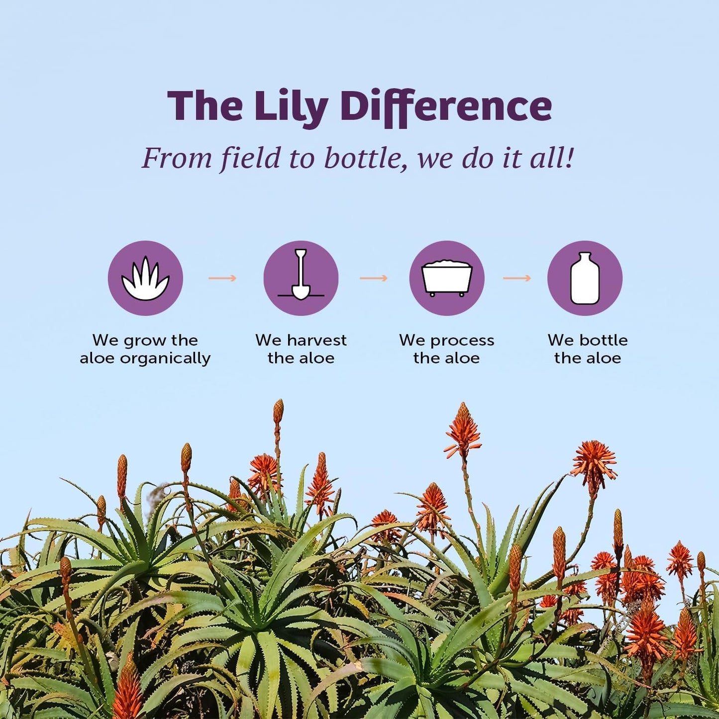 Lily Of The Desert Aloe Vera Juice, Whole Leaf, Organically Grown, Non-GMO, 64 Fl Oz
