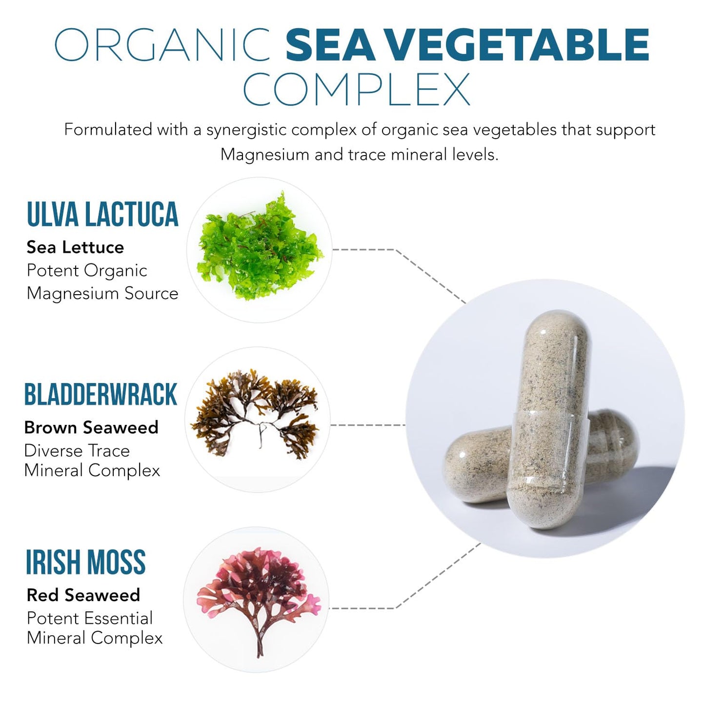 Organic Whole Food Magnesium Supplement - Plant-Based, Organic Sea Vegetable Complex - 250 mg Per Serving | Water Extracted | Gentle on Stomach | Supports Energy, Sleep, Muscle, Heart - 60 Capsules