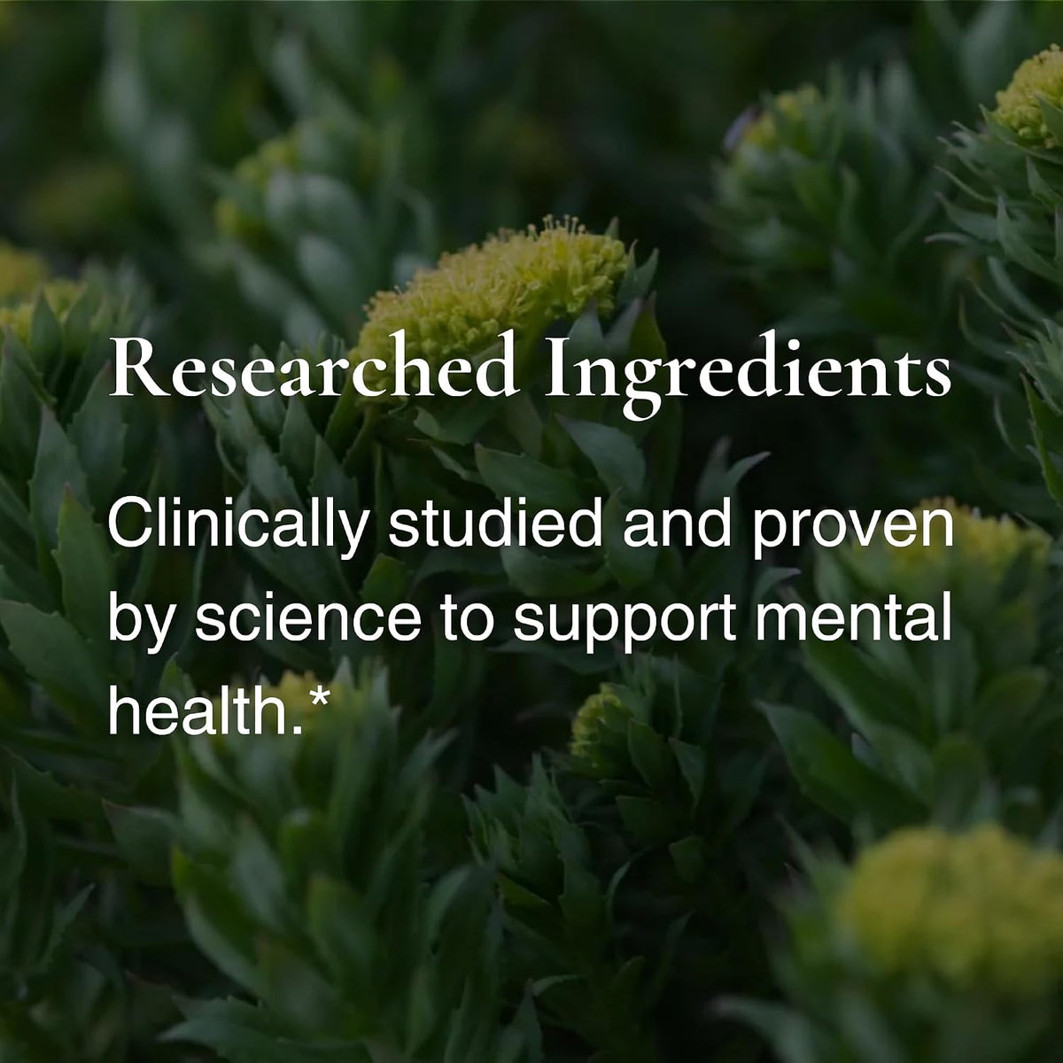 Utzy Naturals Rhodiola | Supports Mood and Nervous System Health | 60 Caps