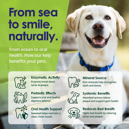 Dog Teeth Cleaning Powder, Dog Plaque and Tartar Remover, Bad Breath Treatment for Dogs with USDA Organic Sea Kelp Powder, Dog Dental Care Made Easy, for All Ages, 12 oz