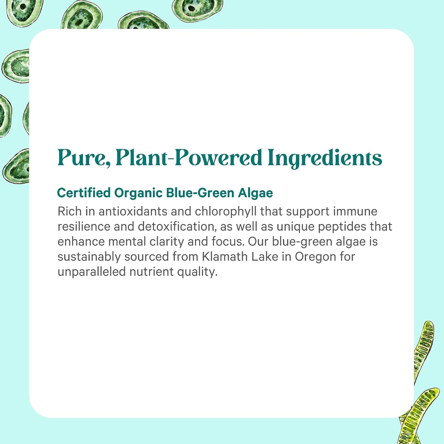 PURE SYNERGY Blue-Green Algae Powder | Superfood Powder with Chlorophyll | Organic AFA Blue Green Algae Supplement | Supports Energy, Mental Clarity, and Detoxification (3.2 oz.)