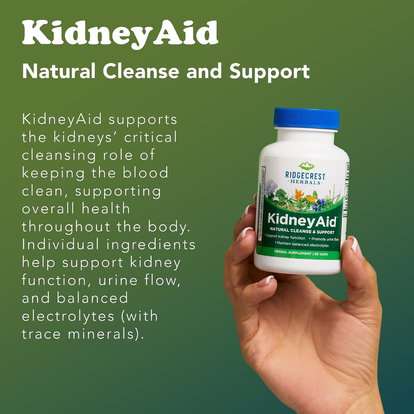 RidgeCrest Herbals KidneyAid Kidney and Urinary Tract Support 60 Ct | 30 Servings, Hydrangea, Horsetail, Trace Minerals, Natural Herbal Blend, Vegan Capsules, Daily Health Formula