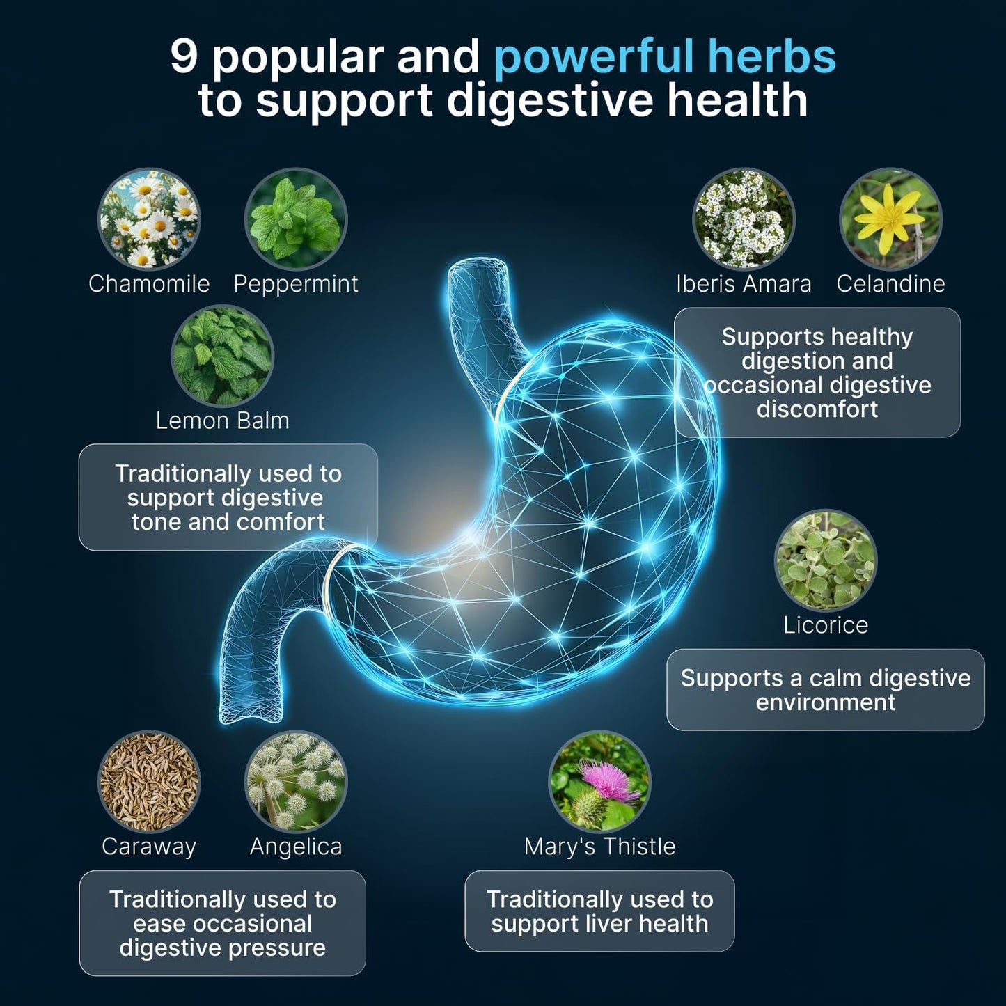 IBShield Tincture 100ml | 6+3=9 Herbs | Iberis Amara, Peppermint, Chamomile, Lemon Balm, Caraway, Licorice, Angelica, Celandine & Mary's Thistle | Original Herbal Formula Supports Digestive Wellness