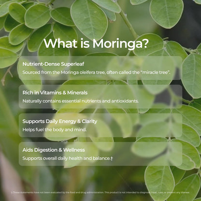 Livingood Daily Coffee with Moringa, Ground Medium Roast Coffee with Plant Based Ingredients for Morning Energy, Made with Moringa Powder, Organic, Non GMO, Vegan, Gluten Free, 20 Servings, 12 oz Bag