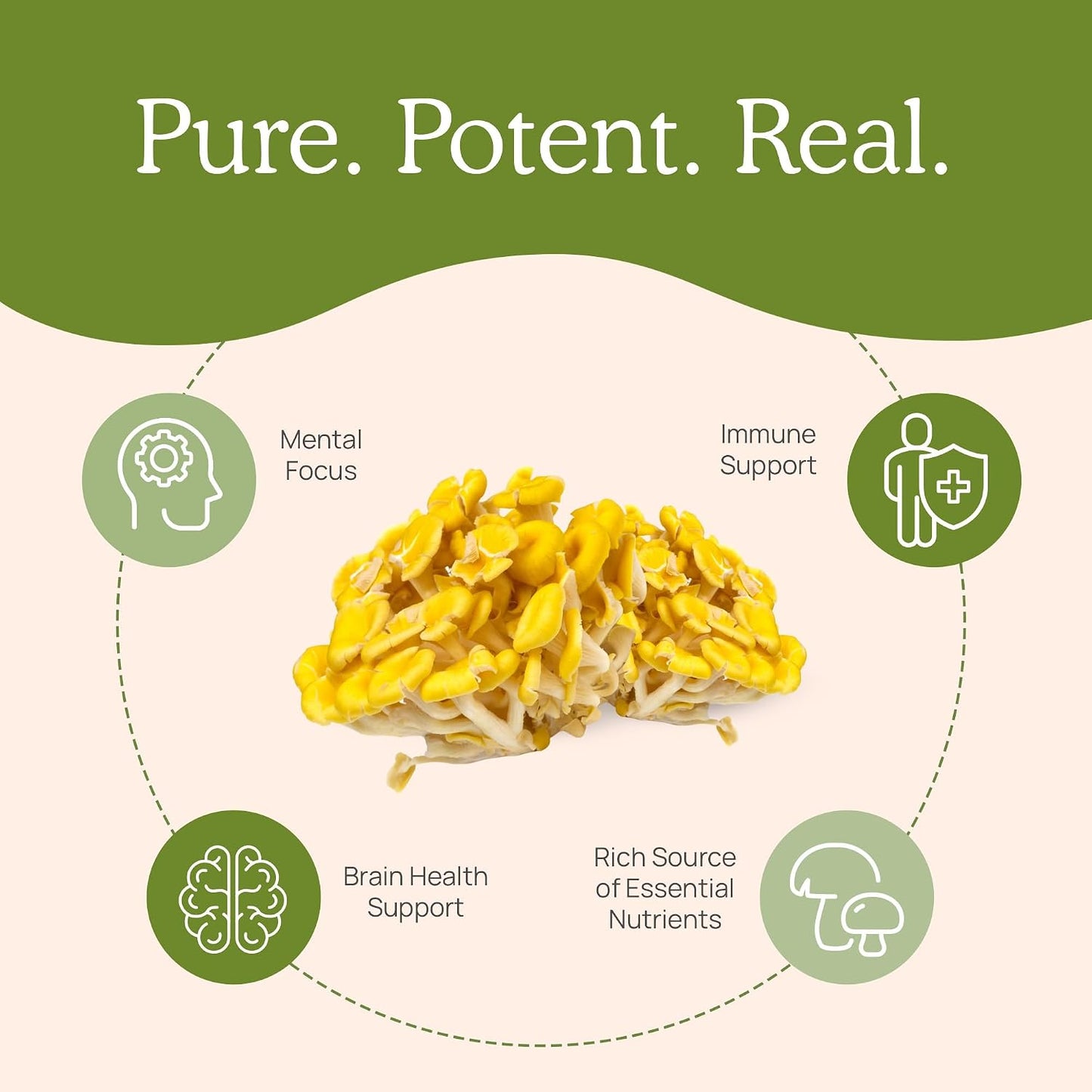 Real Mushrooms Ergothioneine (60ct) and Lions Mane (120ct) Bundle with Shiitake and Oyster Mushroom Extracts - Longevity and Cognition - Vegan, Gluten Free, Non-GMO