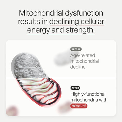 Timeline Mitopure Urolithin A Supplement Powder 500 MG- Clinically Proven Support for Healthy Aging and Cellular Renewal - Mitoceutical for Muscle Support and Longevity