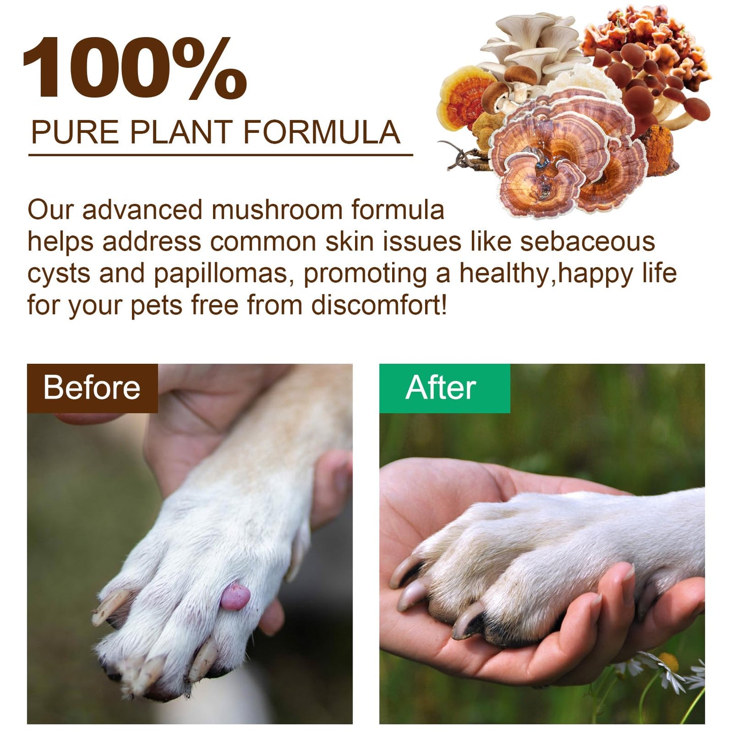 Mushroom Supplement Powder for Dogs & Cats, 11 Beneficial Mushroom Complex for Immune Support, Cellular Protection, Heart & Brain Health Lion's Mane, Reishi & Turkey Tail, Bacon Flavor - 120g
