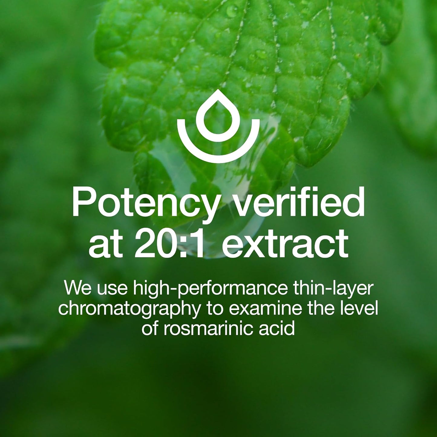 Fresh Nutrition Lemon Balm Extract Capsules.