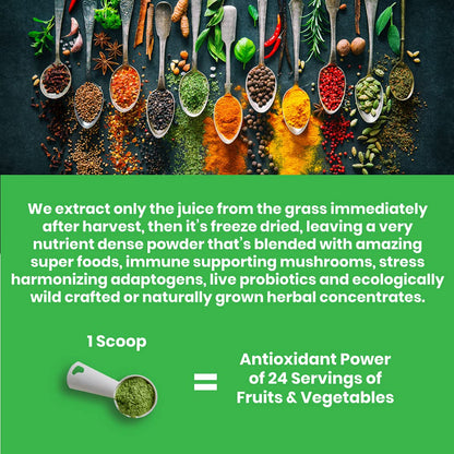 Paradise ORAC Energy Greens Powder Extract, Super Antioxidants, Probiotics for Gut