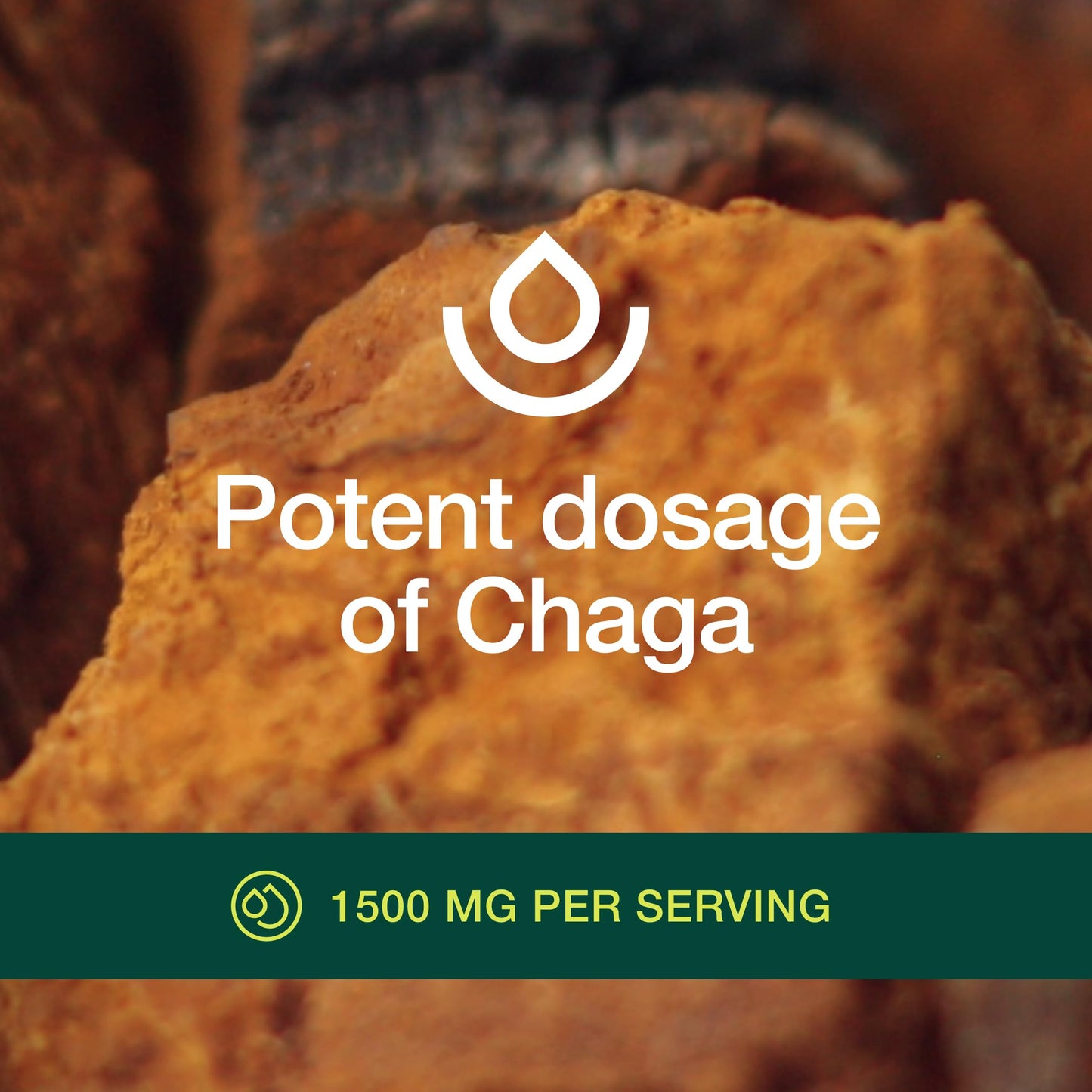 Fresh Nutrition Organic Chaga Mushrooms – Strongest DNA Verified 1500mg Per Serving – High in Fiber – Non GMO, Gluten & Soy Free, Vegan Friendly