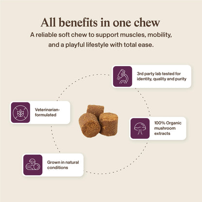 Real Mushroom Immune Pet Chews – For Daily Digestive & Immune Health – Mushrooms for Dogs & Cats Functional Treat – Mushroom Supplement for Dogs & Cats – 1 to 4 Chews For All Breeds & Sizes (60 Count)