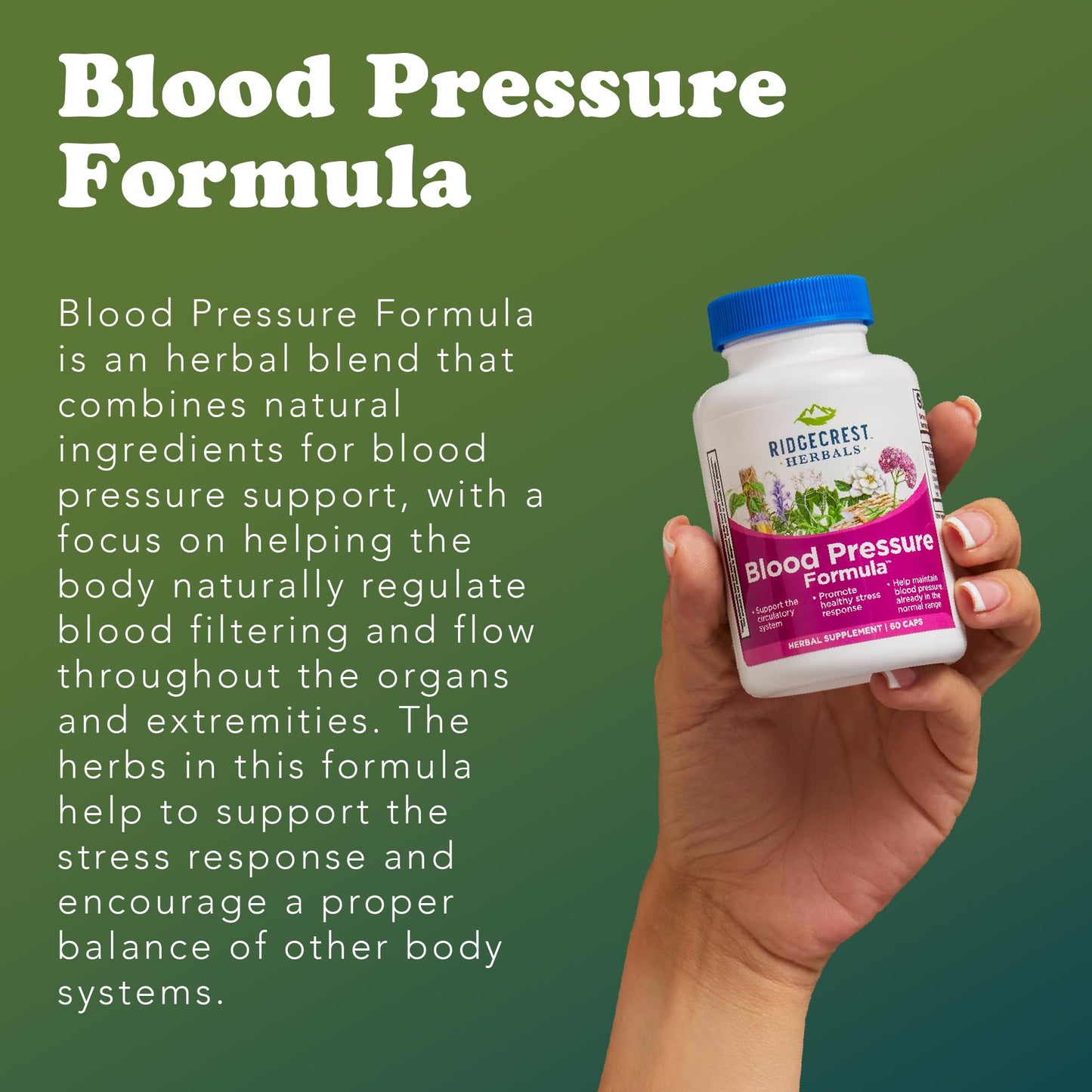 RidgeCrest Herbals Blood Pressure Herbal Formula Circulation Support 120 Ct | 60 Servings, 12 Herbs, Poria Mushroom, Gastrodia, Gardenia, Supports Vascular Wellness, Natural Herbal Blend for Adults