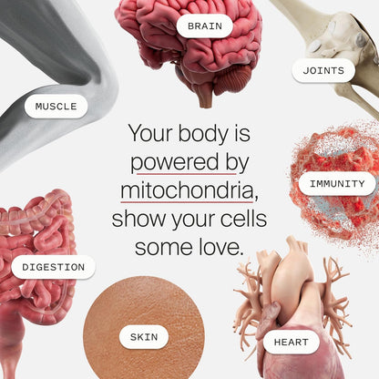 Timeline Mitopure Urolithin A Supplement Powder 500 MG- Clinically Proven Support for Healthy Aging and Cellular Renewal - Mitoceutical for Muscle Support and Longevity