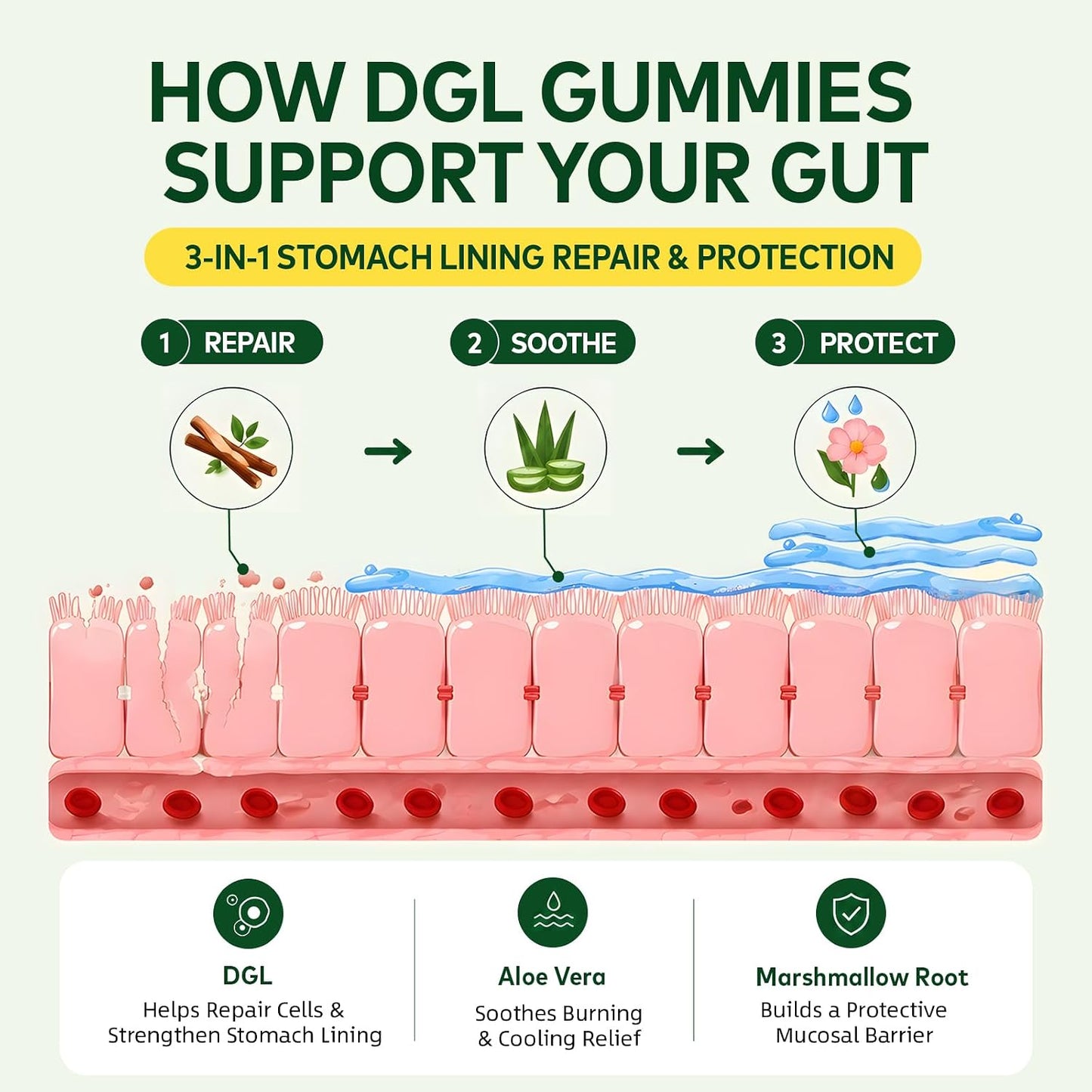 DGL Gummies - Deglycyrrhizinated Licorice Supplement for Stomach Relief & Digestive Comfort - with Aloe Vera & Marshmallow Root - Sugar Free, 60 Chewable Gummies