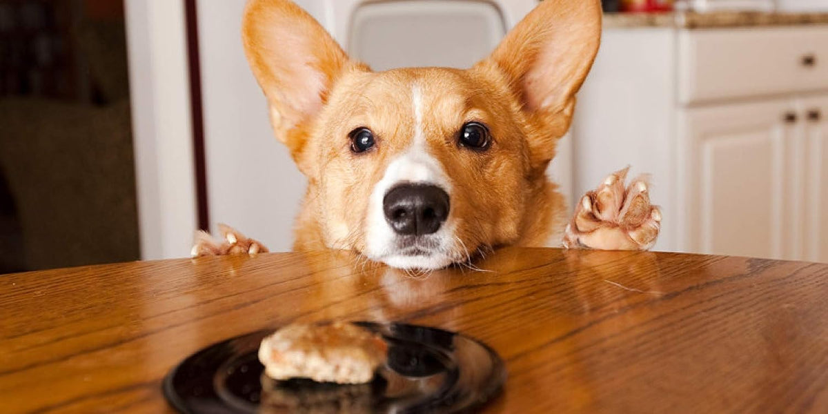 Raw Doh - 2oz Travel Size Non-Bake Homemade Cookie Dough for Dogs