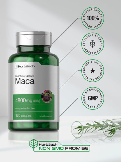 Horbäach Maca Root Capsules for Men and Women | 120 Pills | High Potency Extract | Non-GMO and Gluten Free Formula