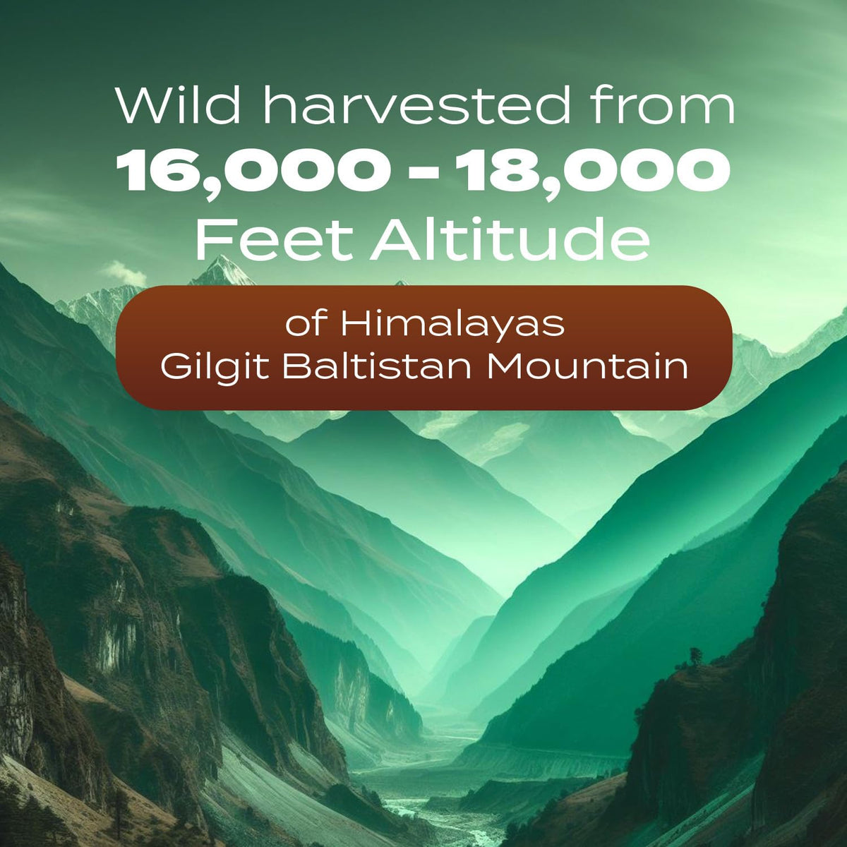 Pure Himalayan Shilajit Resin Supplement | 1500mg + 40% Fulvic Acid (Maximum Potency)
