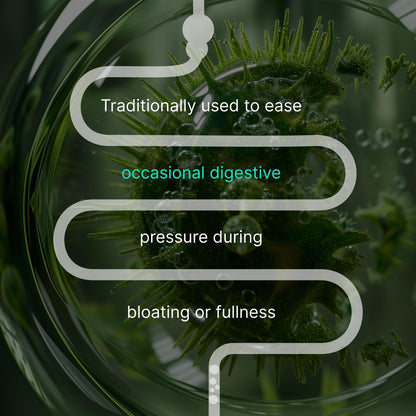 IBShield Tincture 100ml | 6+3=9 Herbs | Iberis Amara, Peppermint, Chamomile, Lemon Balm, Caraway, Licorice, Angelica, Celandine & Mary's Thistle | Original Herbal Formula Supports Digestive Wellness