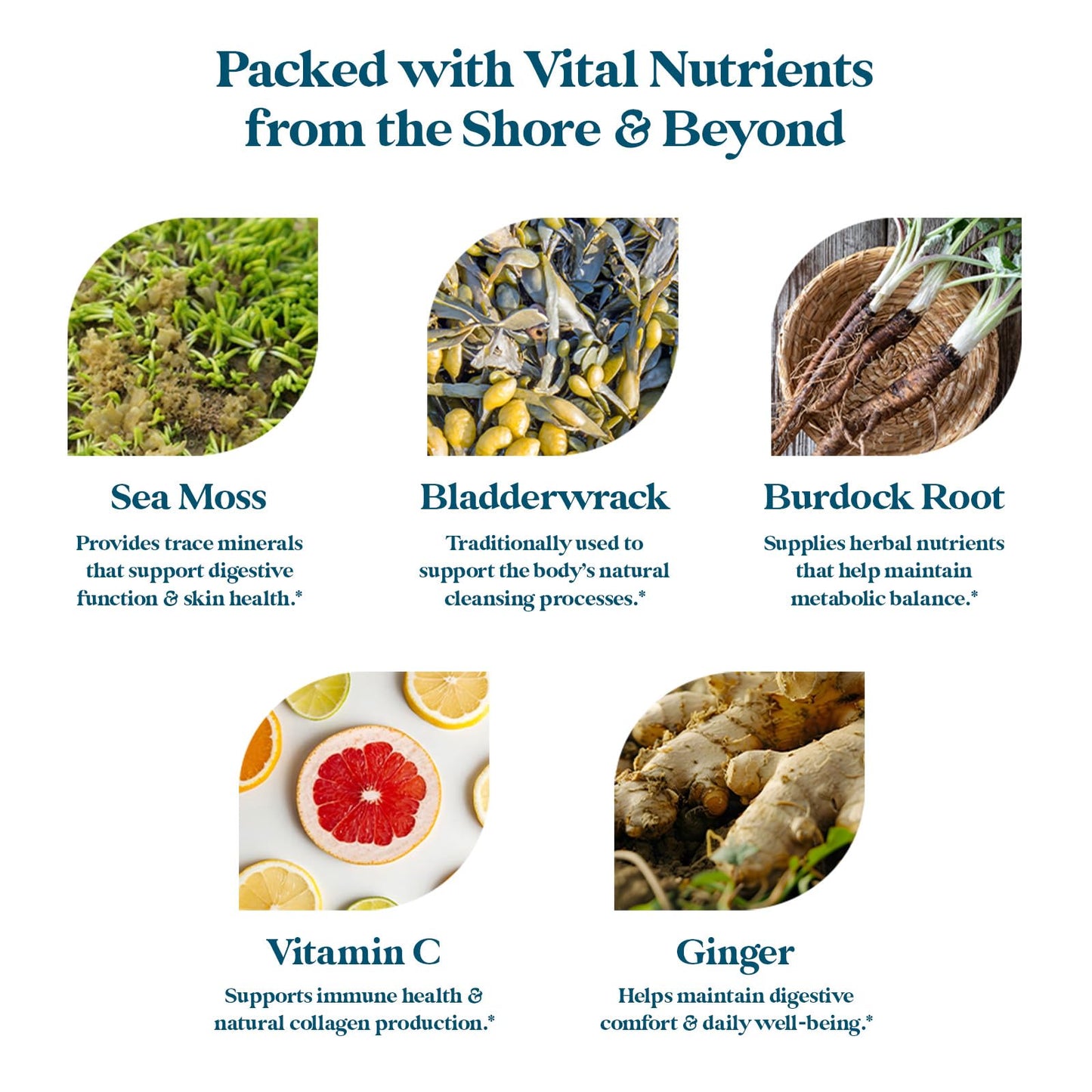 Pattern Wellness Sea Moss Complex – Sea Moss, Burdock Root, Bladderwrack, Vitamin C & Ginger – Supports Immune & Digestive Health – Vegan, Non-GMO – 30 Capsules