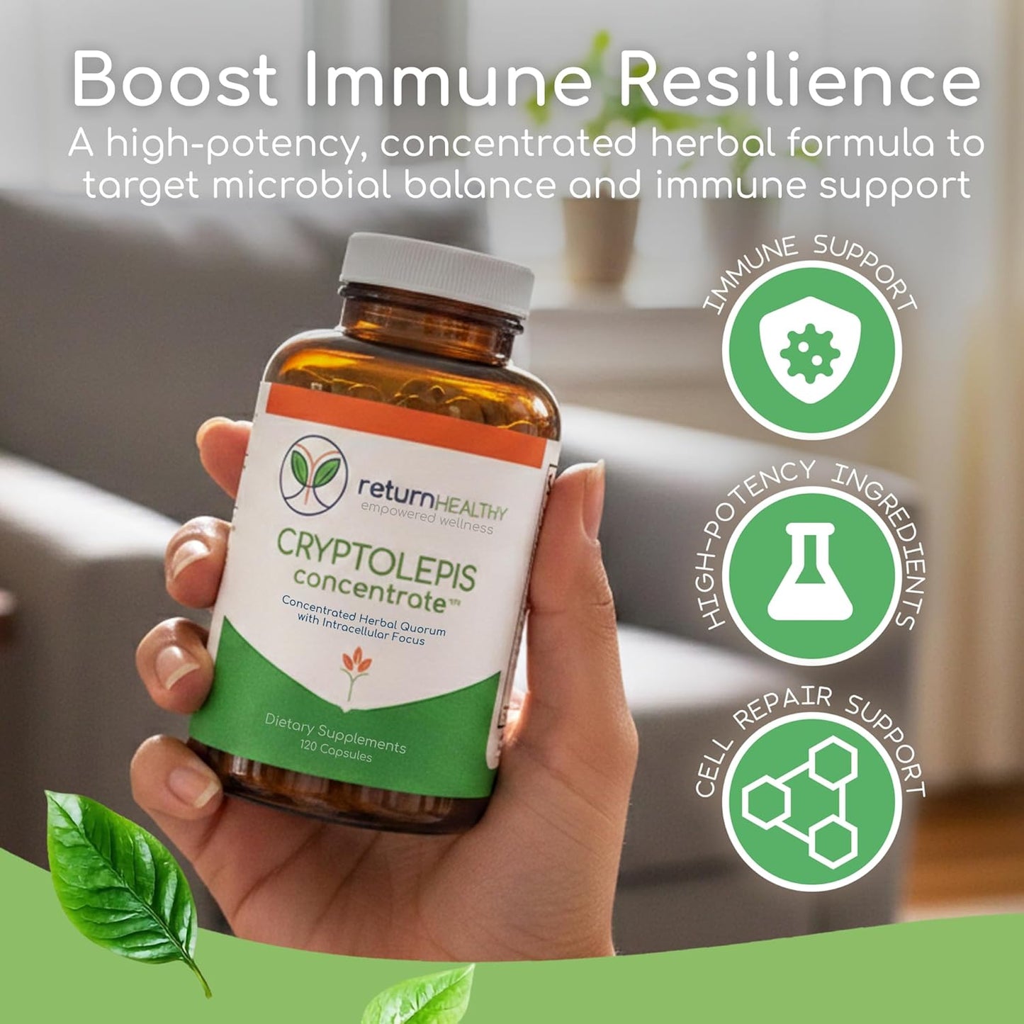 Cryptolepis Concentrate, Immune Support with Cryptolepis Sanguinolenta for Immunity Boost, Concentrated Herbal Supplements, Antioxidant & Health Supplement, 120 Capsules