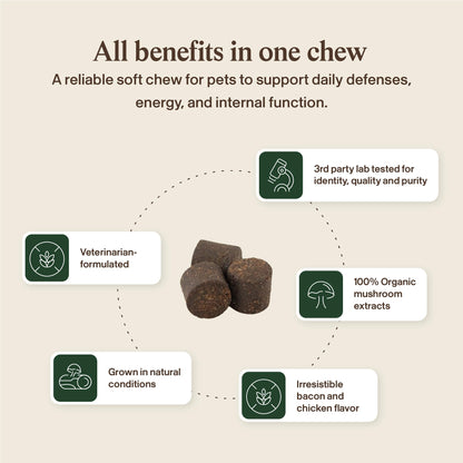 Real Mushroom Immune Pet Chews – For Daily Digestive & Immune Health – Mushrooms for Dogs & Cats Functional Treat – Mushroom Supplement for Dogs & Cats – 1 to 4 Chews For All Breeds & Sizes (60 Count)