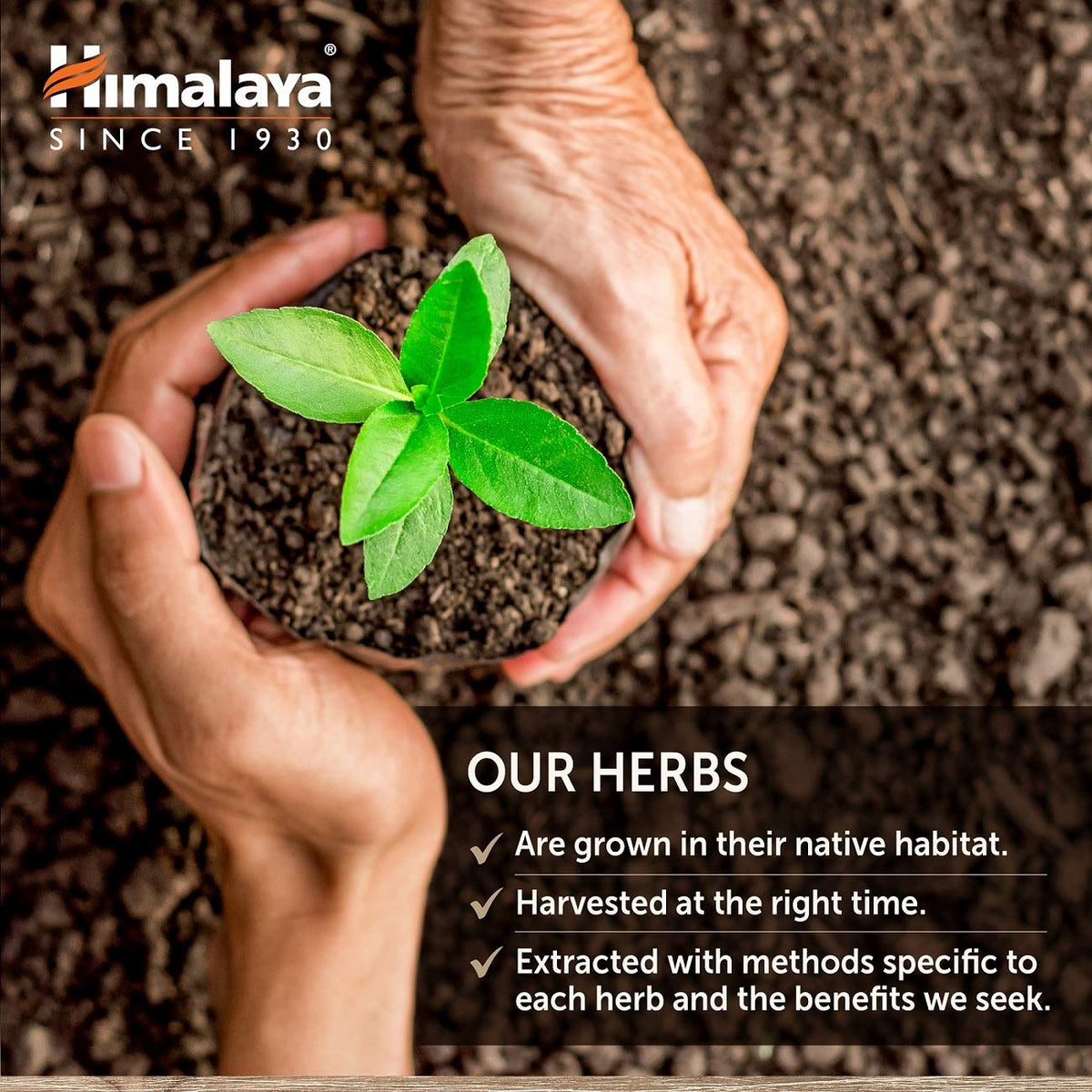 Himalaya UriCare Herbal Supplement, Kidney & Bladder Support, Urinary Tract & Urine Flow Support, Caffeine Free, Non-GMO, Gluten Free, Vegetarian, 240 Capsules, 60 Day Supply