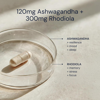 Blueprint Bryan Johnson Ashwagandha & Rhodiola Supplement – 120mg Ashwagandha + Rhodiola Root – Daily Adaptogen Capsules for Stress Support, Mood Balance, Energy & Focus – 30 Vegan Capsules