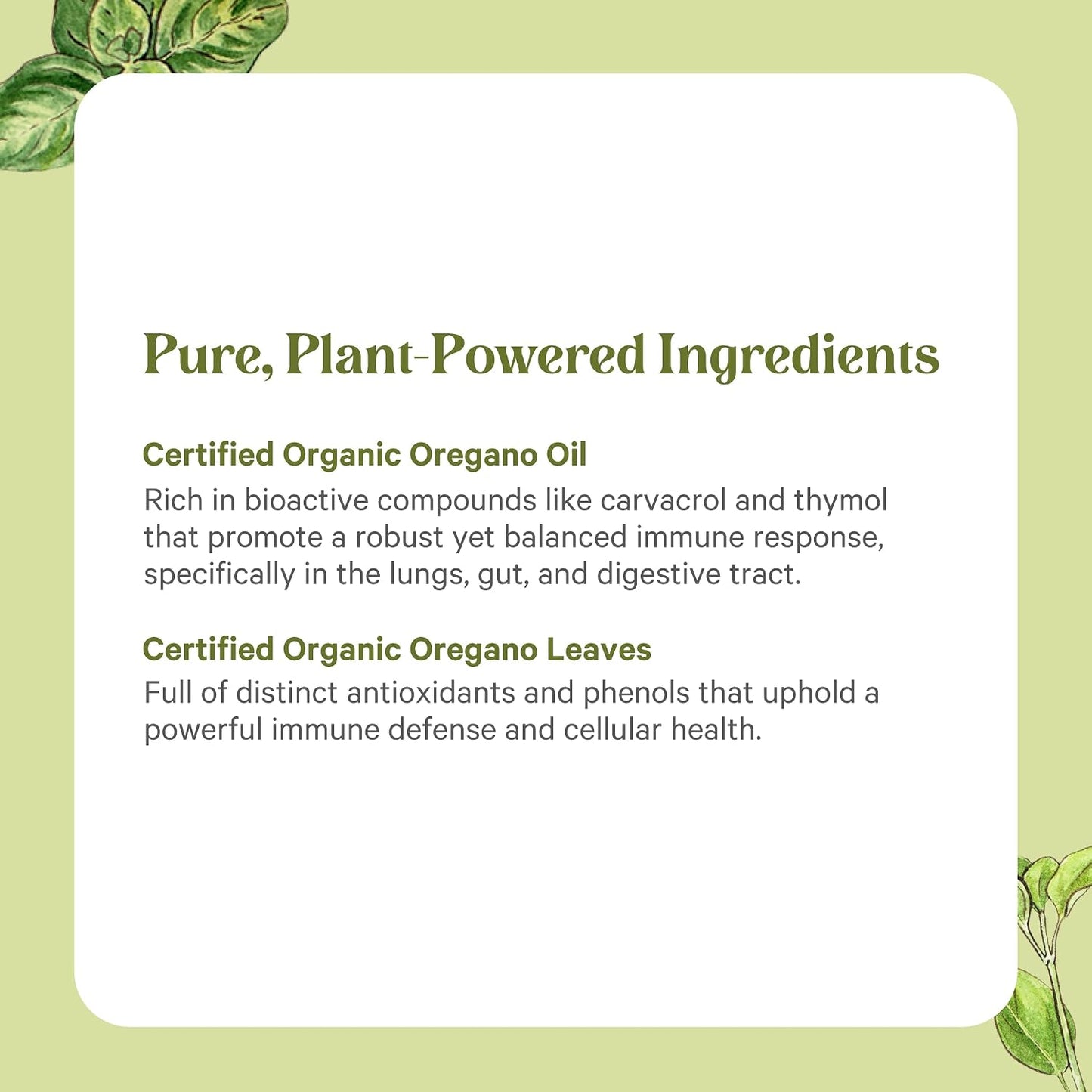 PURE SYNERGY SuperPure Oregano Extract | Oregano Oil Extract Capsules | Organic Oil and Leaf Supplement | for Immune, Digestive, and Respiratory Health (60 Capsules)