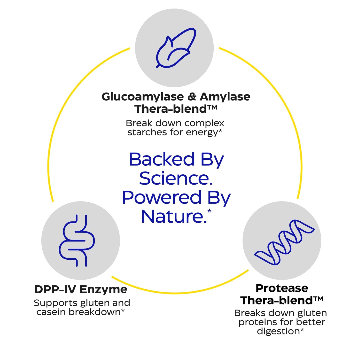 Enzymedica GlutenEase - Digestive Enzyme Supplement for Women & Men, Gluten & Casein Sensitivity Support, Enzymes for Digestion & Gut Health, Helps Gas & Bloating - 60 Caps