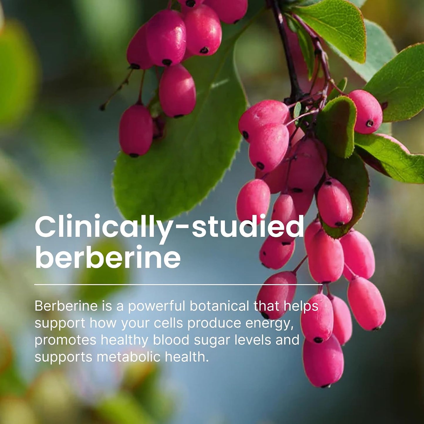 Humann SuperBerine Berberine Supplements, Healthy Metabolism & Blood Sugar Support - Clinically Researched Ingredient - High Absorbency, Concentrated Dose Formula with Olive Leaf Extract - 30 Capsules