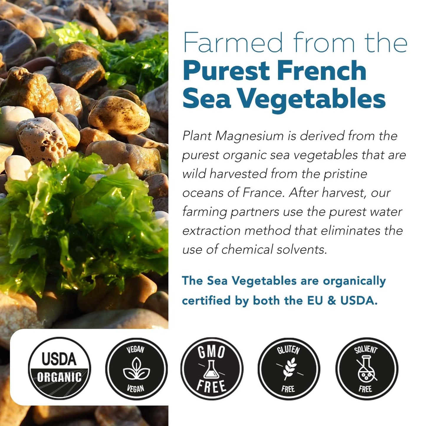 Organic Whole Food Magnesium Supplement - Plant-Based, Organic Sea Vegetable Complex - 250 mg Per Serving | Water Extracted | Gentle on Stomach | Supports Energy, Sleep, Muscle, Heart - 60 Capsules