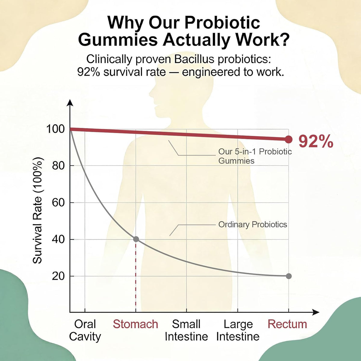 Probiotic Gummies, Probiotics for Gut Health, 0 Sugar - 60 Counts