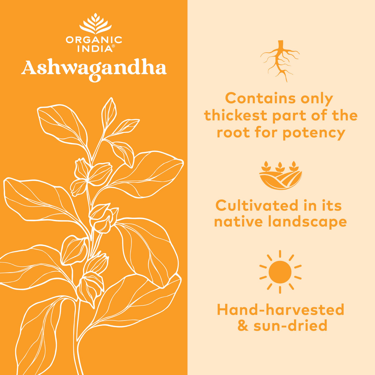 Organic India Ashwagandha Herbal Supplement - Stress Response Support, Vegan, Gluten