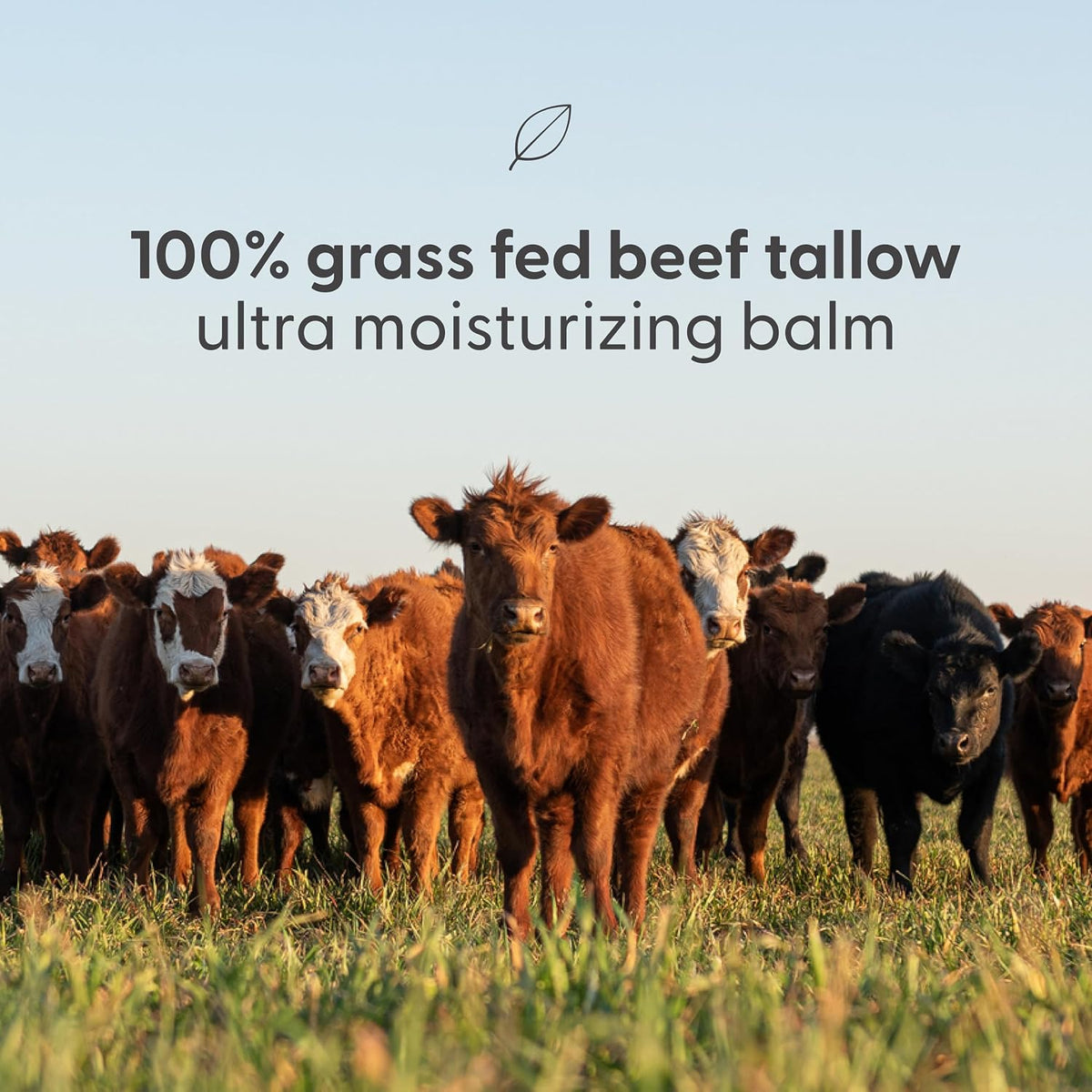 M3 Naturals Grass Fed Beef Tallow and Honey Balm for Face (Unscented, 2oz)