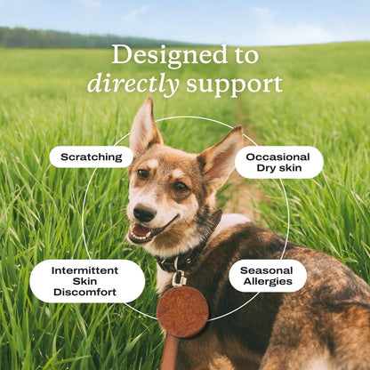 PetLab Co. Itch Relief Chew Pro for Dogs, 30 Soft Chews, Pork | Quercetin, biotin and antioxidants in an omega-rich formula to support itch relief and skin hydration
