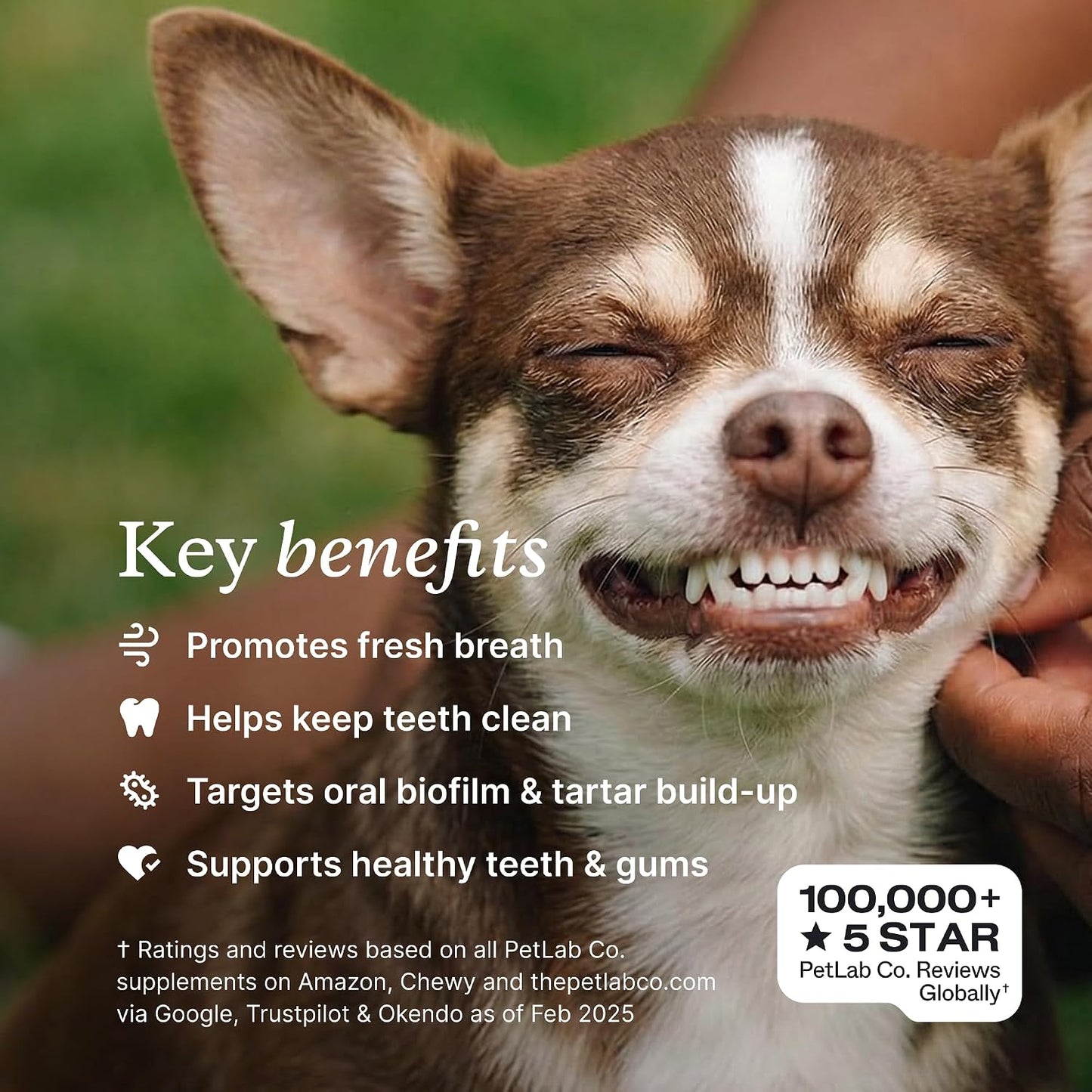 PetLab Co. ProBright Dental Powder, Extra Small Dogs, 2-Pack | Brown algae, green tea and probiotics in one easy daily scoop to support tartar and fresh breath